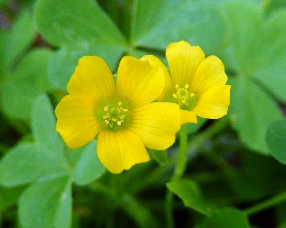 Yellow Woodsorrel