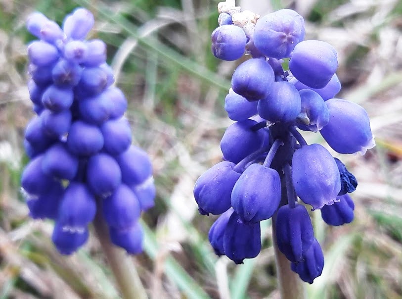 Grape Hyacinth