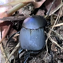 Dung Beetle