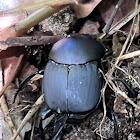 Dung Beetle