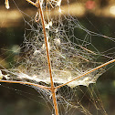 Abandoned Spider Web