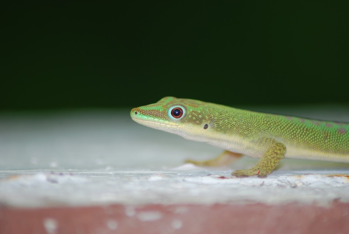 Green Day Gecko