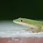 Green Day Gecko