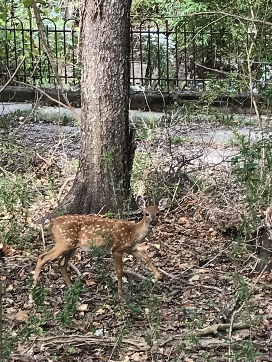 White tail Deer