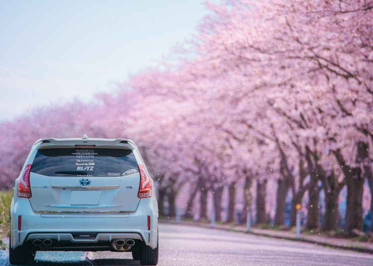プリウスαの桜と愛車・桜とコラボ・桜・桜吹雪に関するカスタム事例の投稿画像1枚目