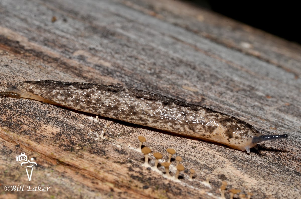 Mantle Slug