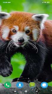 Red Panda Wallpaper(圖6)-速報App