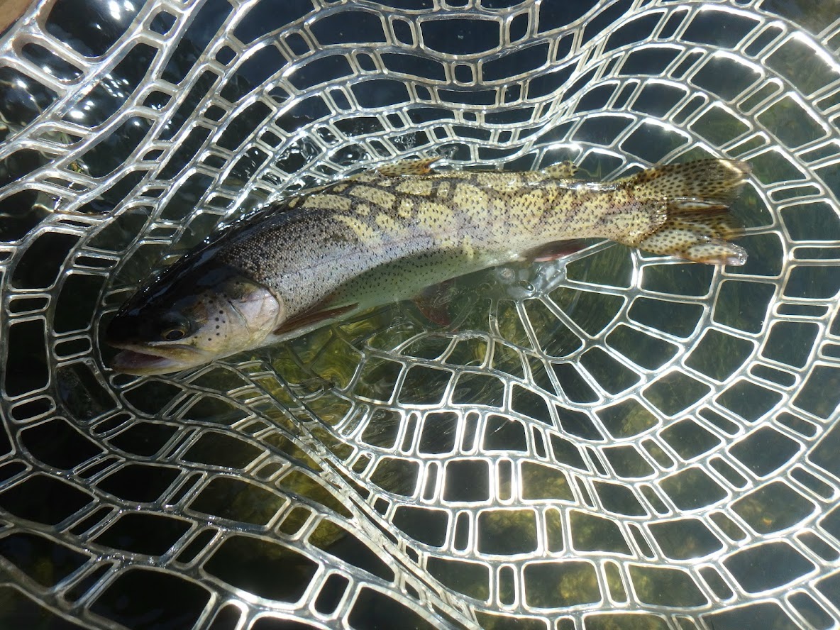 Cutbow Rests