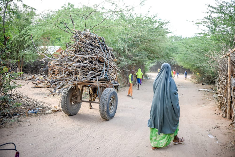 A donkey cart carrying firewood in the streets of Dagahaley camp, in February