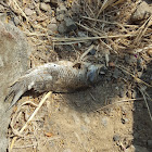 unidentified dead fish