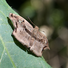 Lugubrious blue skipper