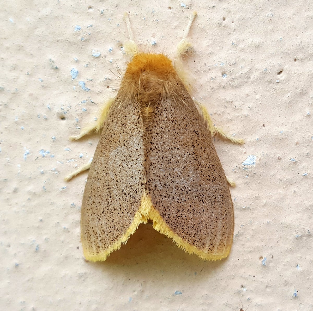 Tussock Moth