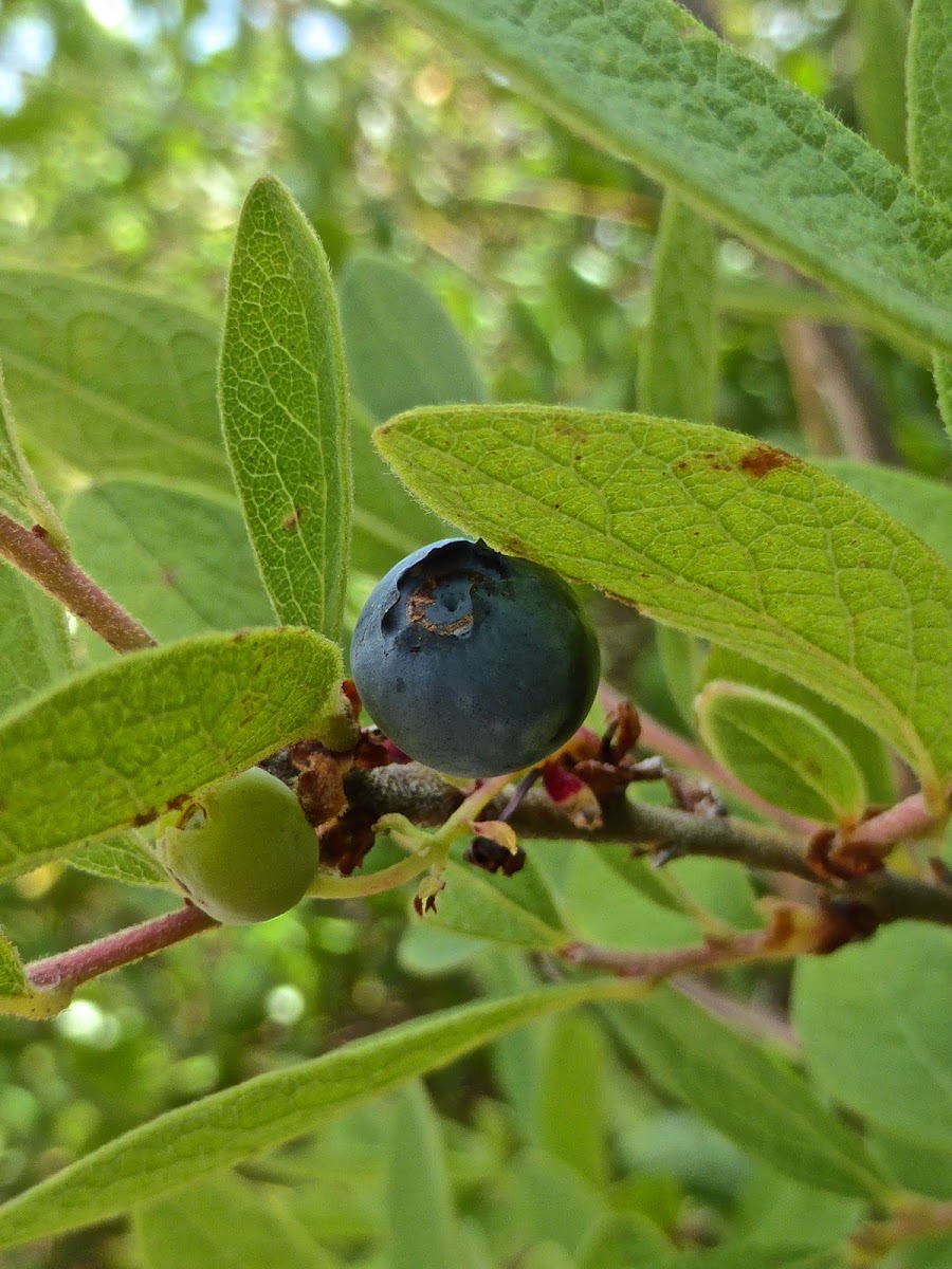 Hairytwig Huckleberry