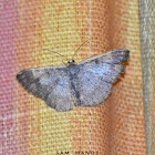 Geometer Moth