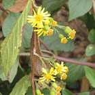 Yellow flower