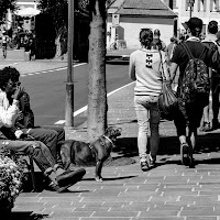 Pensieri di un cane di 