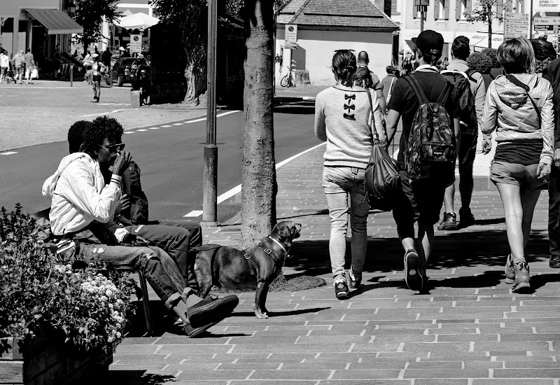 Pensieri di un cane di Valentina D.