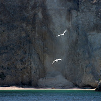 libertà è come un volo di gabbiani di 