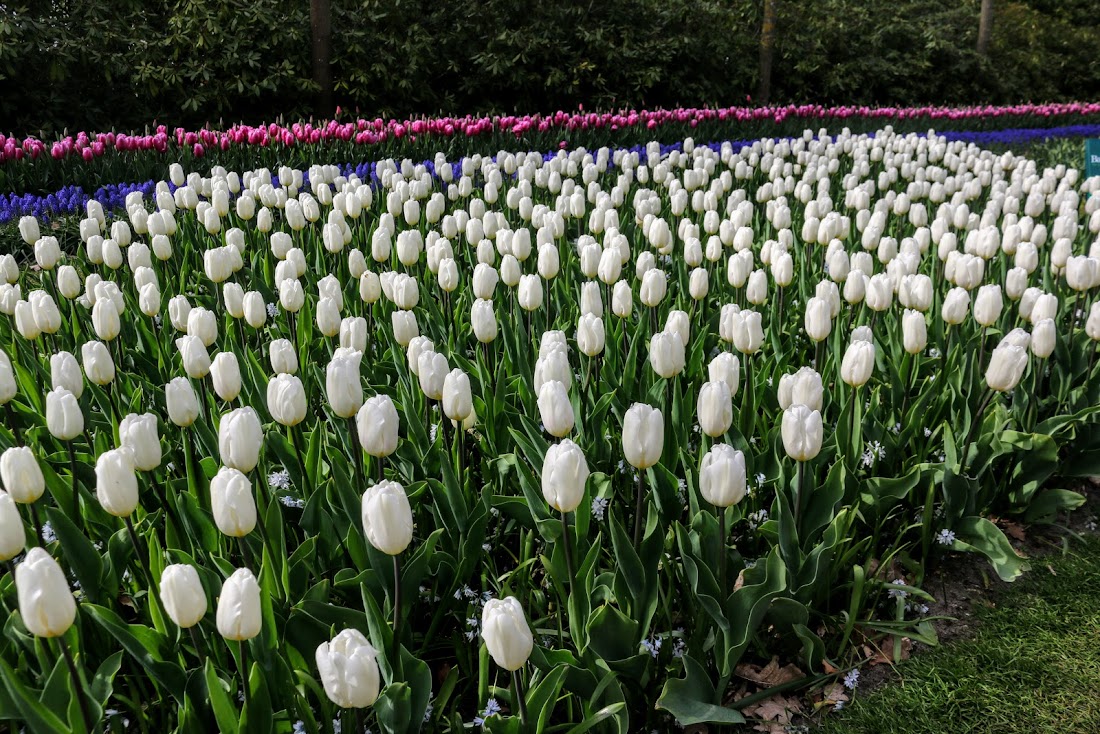 Парк Keukenhof, Ouddorp и Rotterdam "на закуску" - апрель 2017