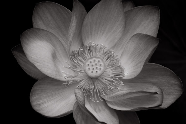 Hypnotic Lotus di photofabi77