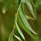 Weeping Golden Willow