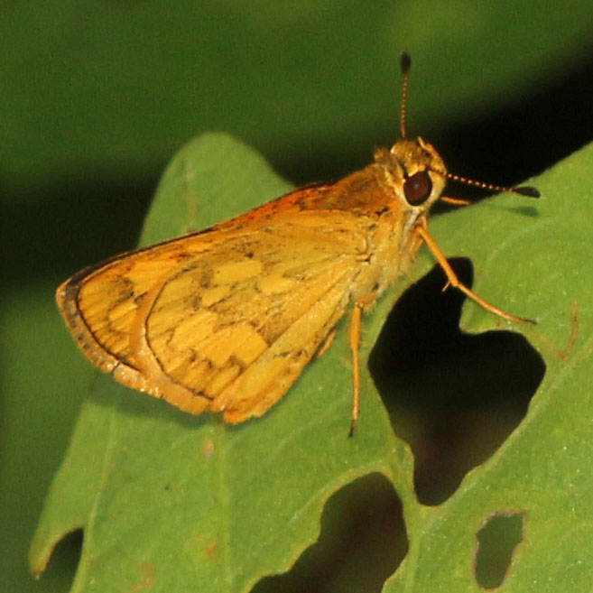 Luzon Grass Dart