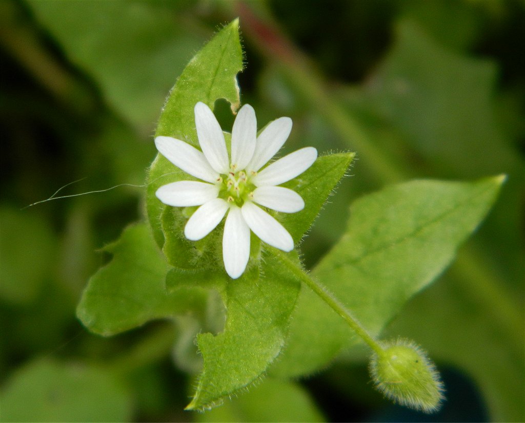 Common chickweed