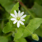 Common chickweed