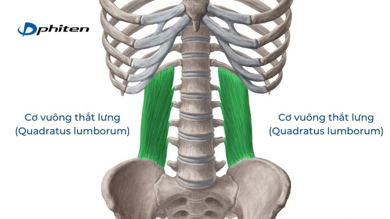 Vị trí cơ vuông thắt lưng