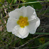 Sage-leaved rock-rose (Λευκή λαδανιά)