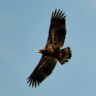 Bald eagle (juvenile)