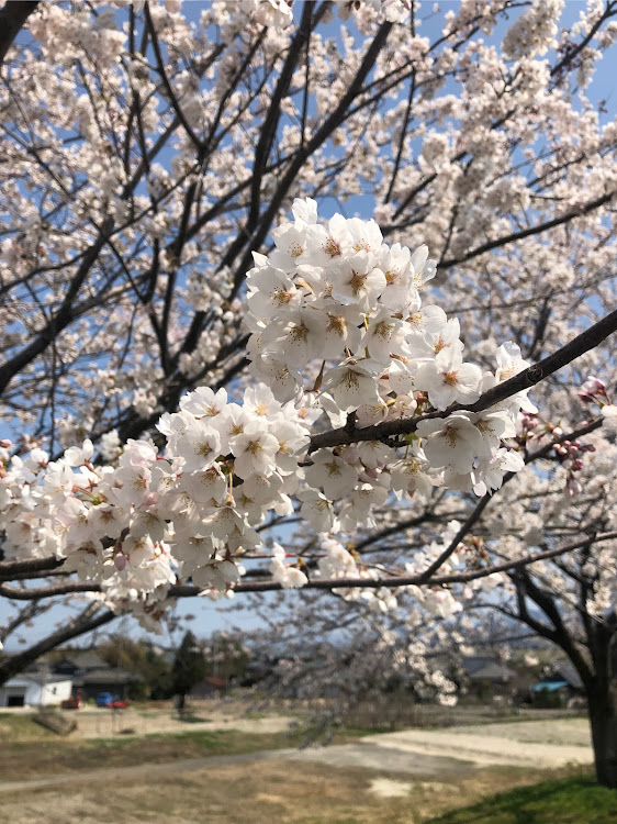 の投稿画像4枚目