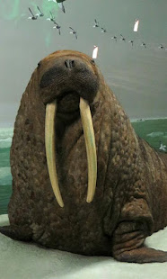 Walrus Wallpaper(圖5)-速報App