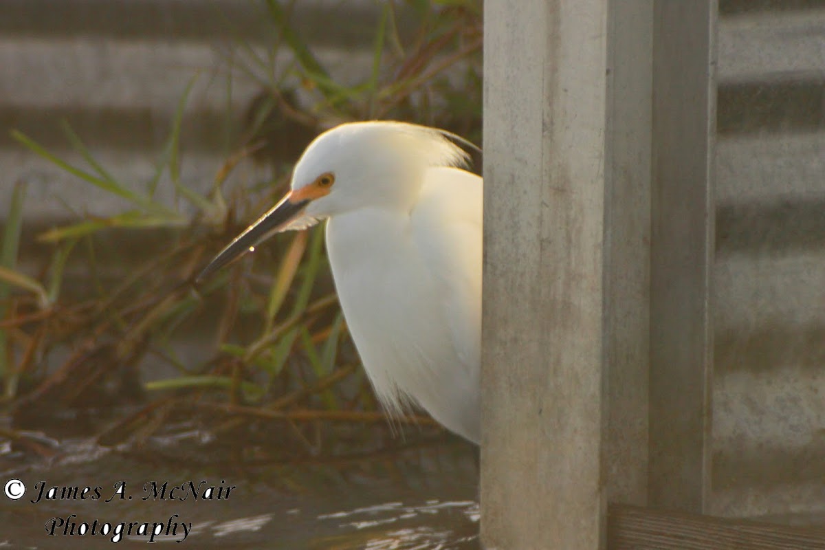 Snowy Egret