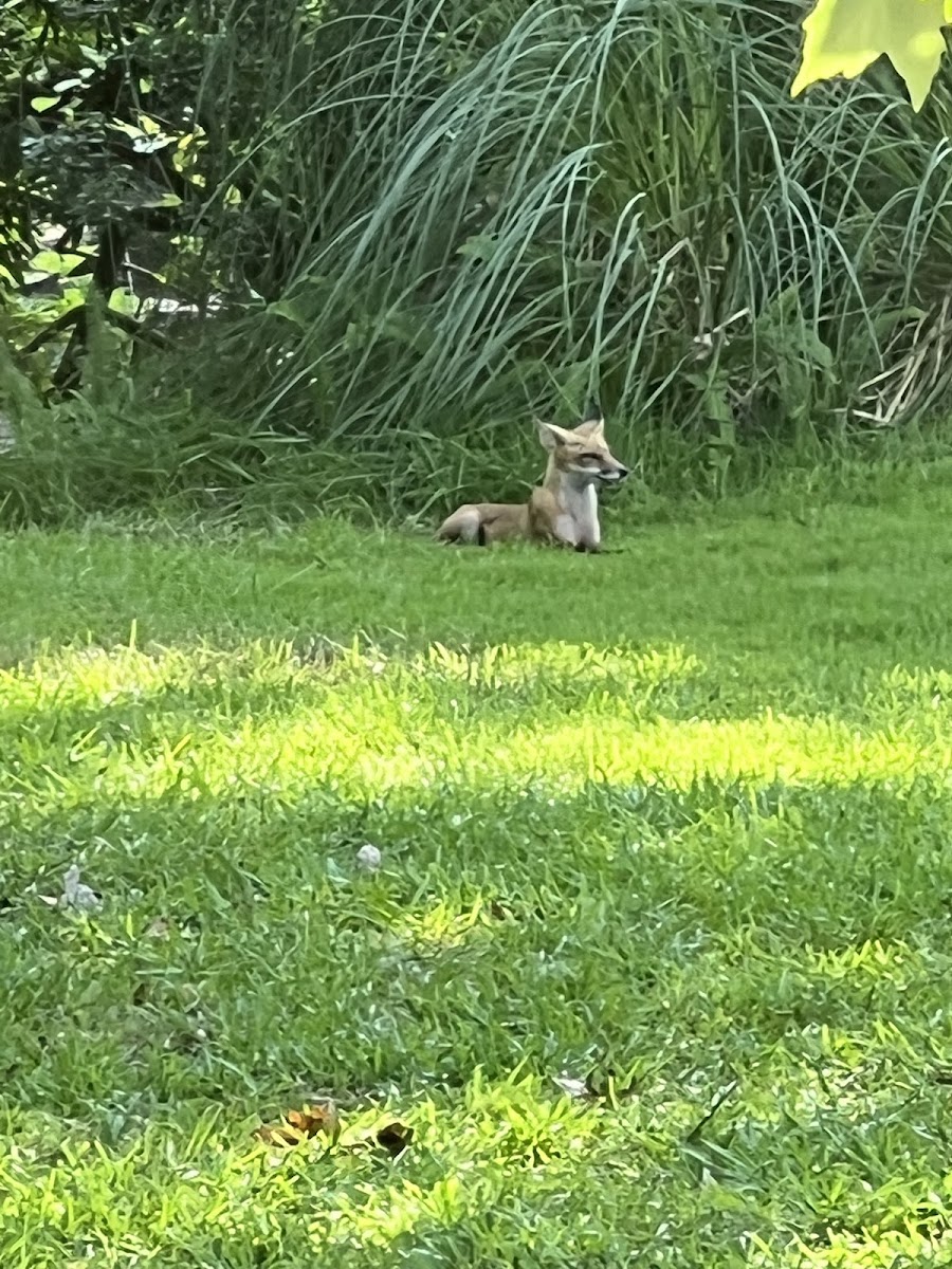 Red fox