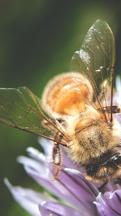 Bee HD Wallpaper(圖2)-速報App