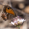 Southern Gatekeeper