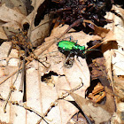 Six-spotted Tiger Beetle