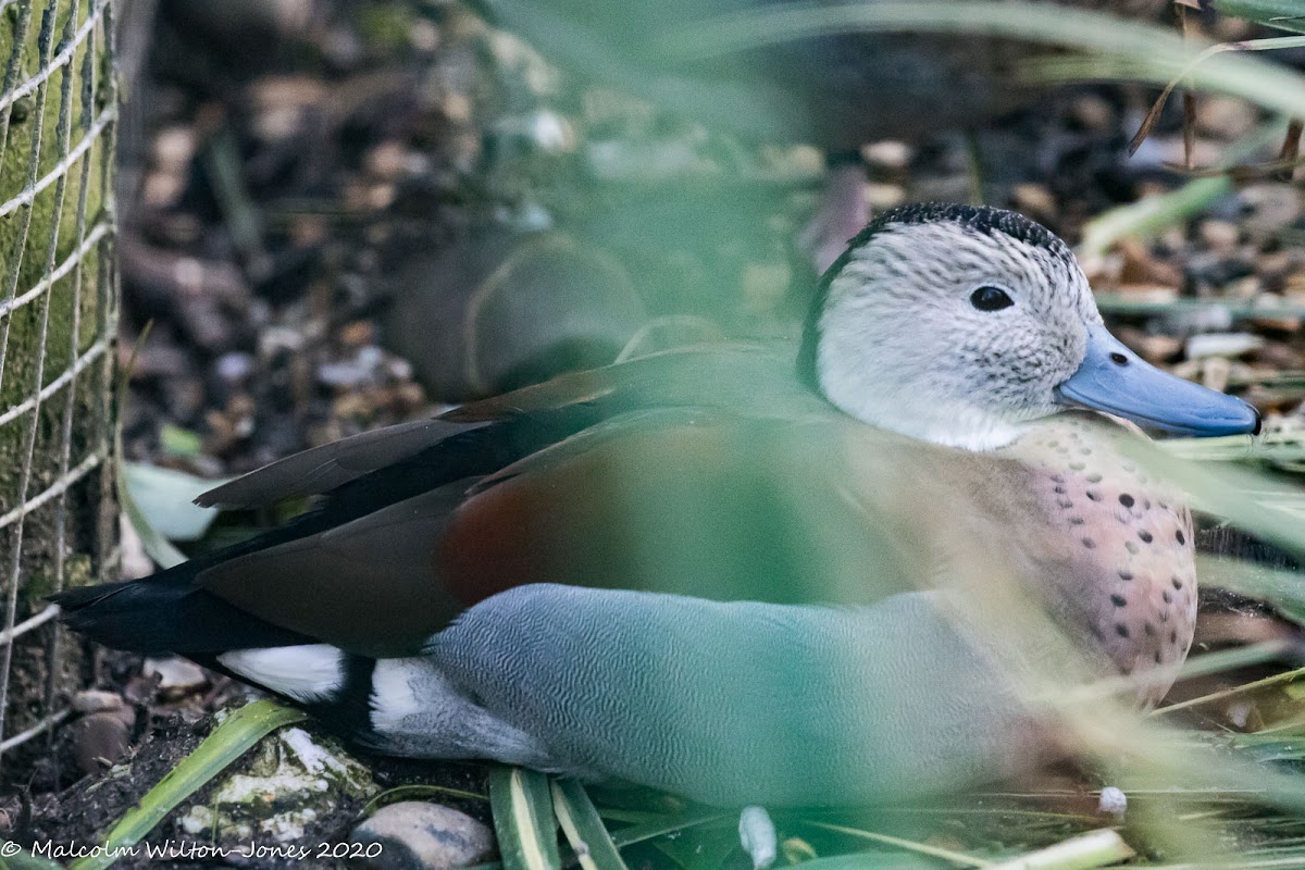 Ringed Teal