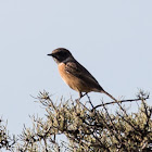 Stonechat; Tarabilla Común