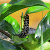 Hawk moth caterpillar