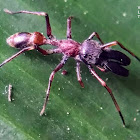 Ant-mimic jumping spider.