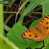 Peacock pansy