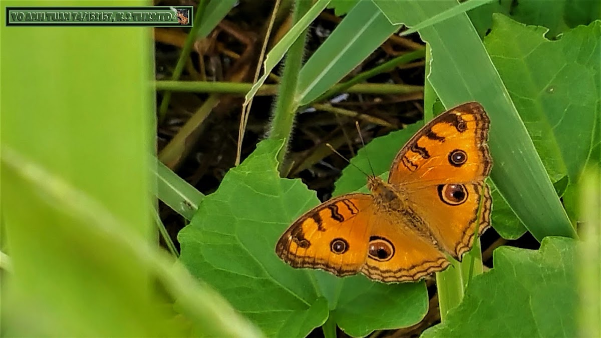 Peacock pansy