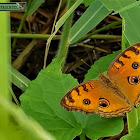 Peacock pansy