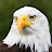 Eagle Wallpaper icon