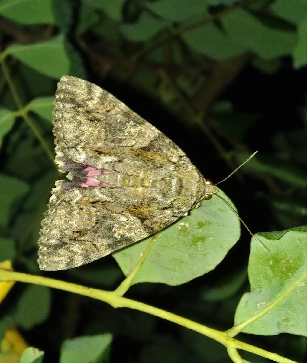 Dark Crimson Underwing