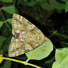 Dark Crimson Underwing