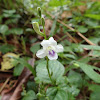 Chinese Violet