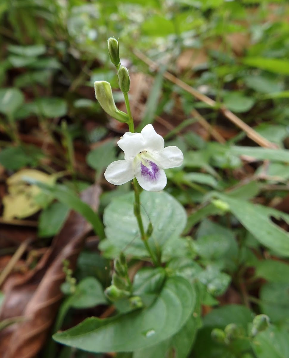 Chinese Violet